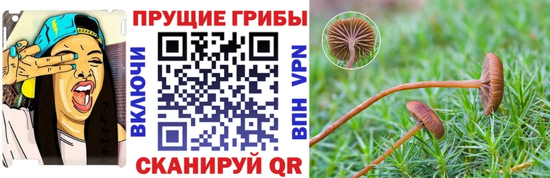 Псилоцибиновые грибы прущие грибы  Магнитогорск 